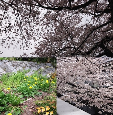 sakura1