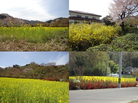 花見山公園菜の花