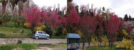 花やしき公園