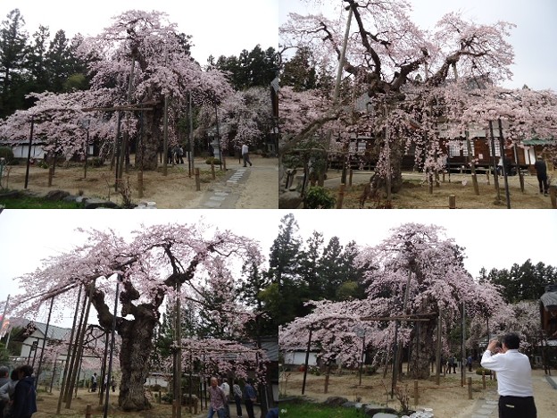 愛蔵寺の護摩桜