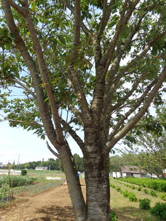 DSC09067