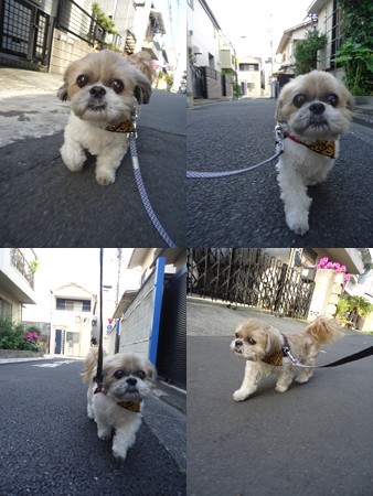 トラッチ散歩