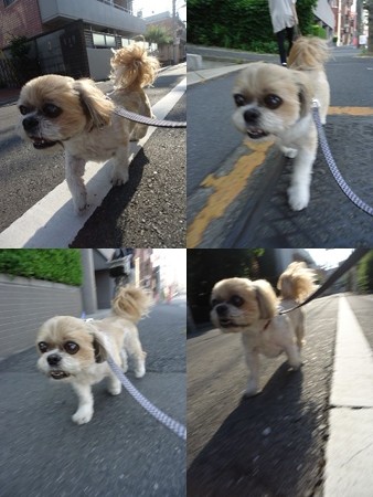 お散歩トラッチ