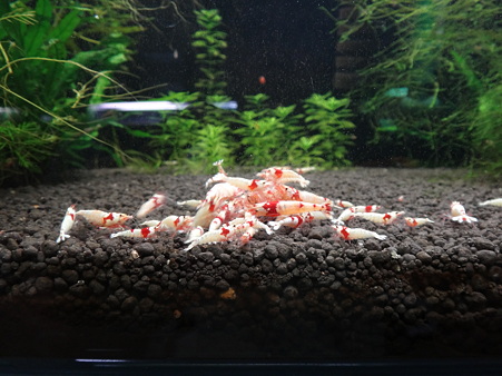 デコ天特別水槽2
