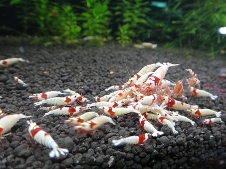 特別水槽3