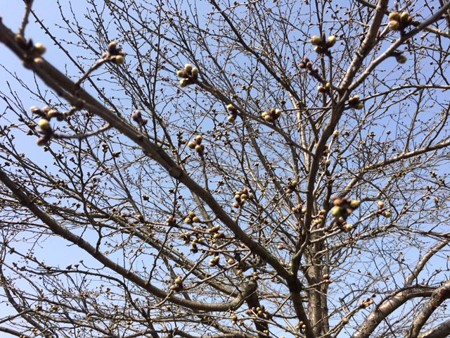 桜　つぼみ