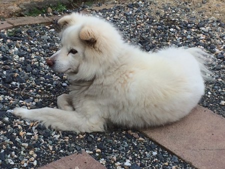 2015年3月　忍犬