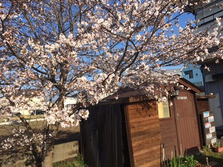 2015年　桜3分咲き