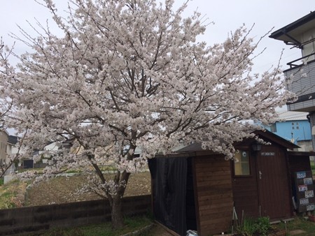 2015年　桜満開
