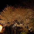 雲遊寺の山桜