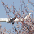 桜の奥を飛ぶ日航B777-200