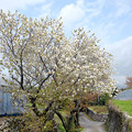 太白桜の咲く小径