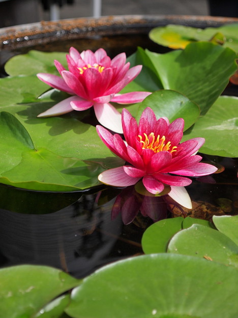 P5239433