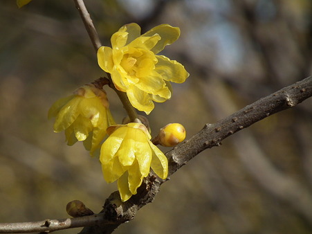 DSCF0055