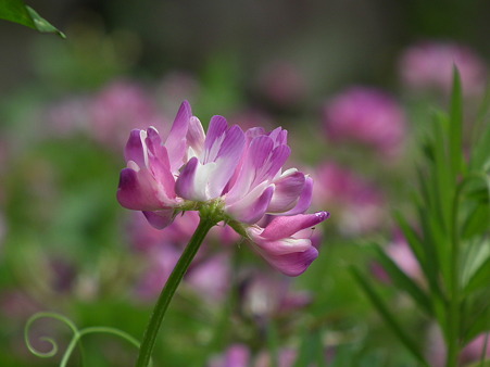 24皇居蓮華
