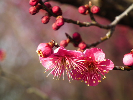 DSCF0229