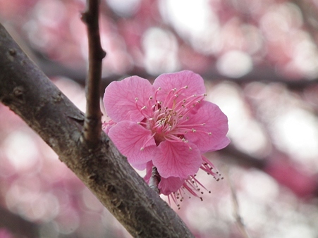 DSCF0287