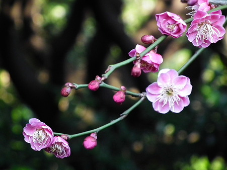 DSCF0678