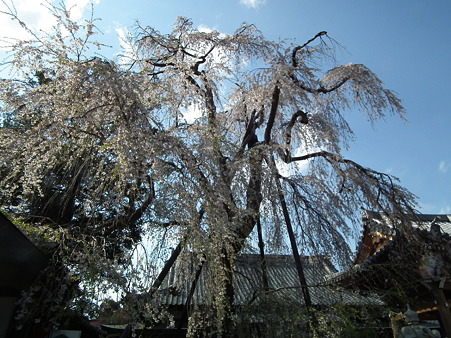 DSCF1037