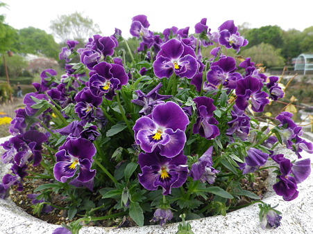 IMGP0066