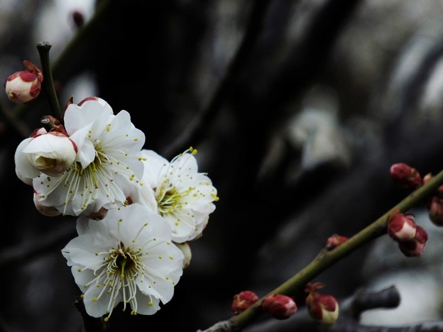 DSCF0451