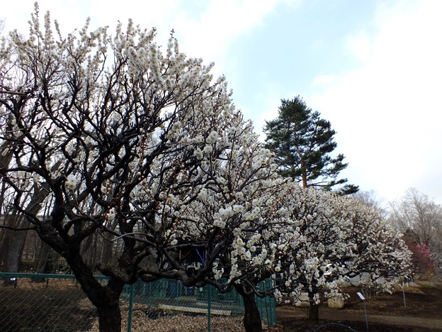 DSCF0459