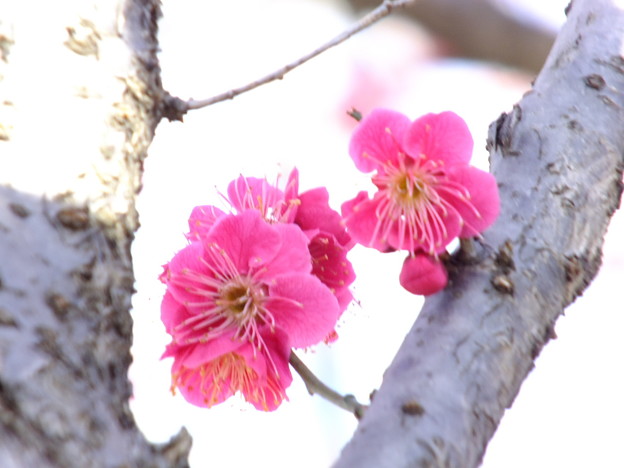 DSCF0292
