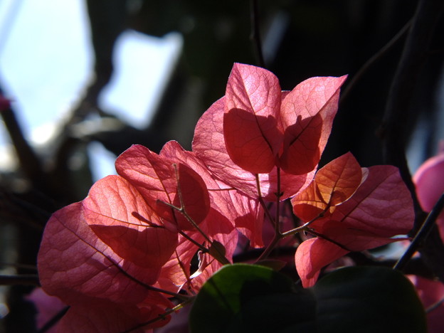 DSCF0270