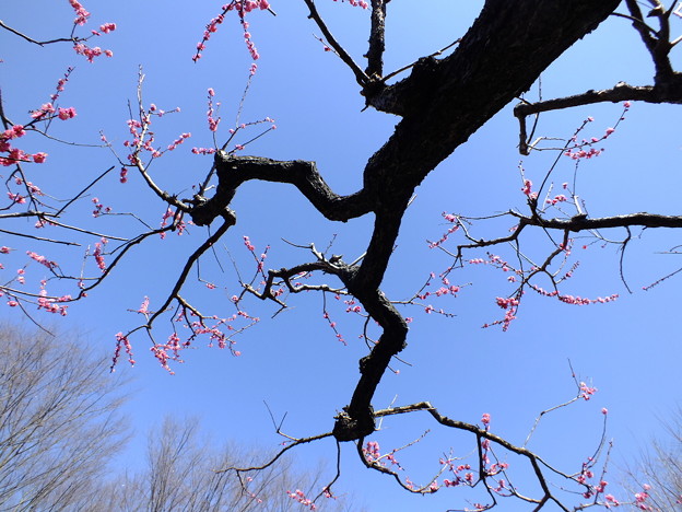 DSCF0136