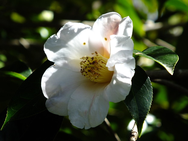 DSCF0193