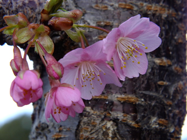 DSCF0178