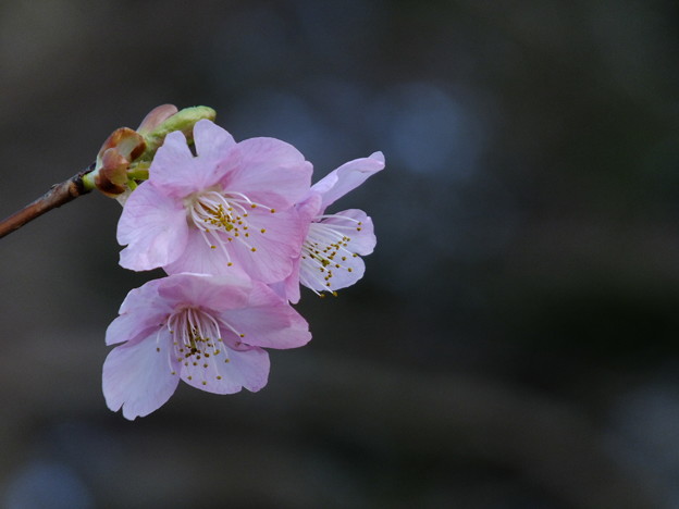 DSCF0217