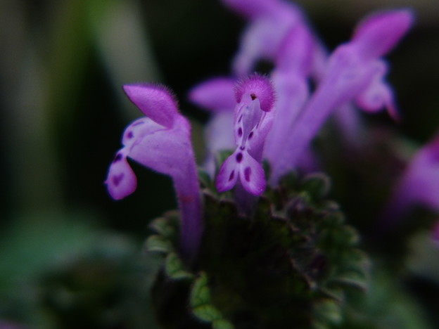 DSCF0081