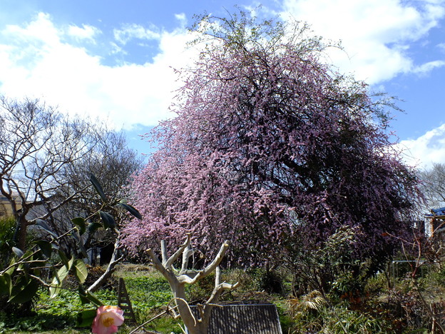 DSCF0101
