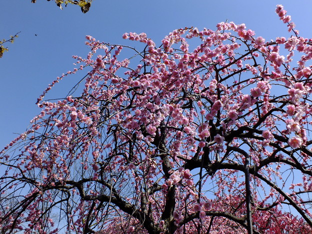 DSCF0217