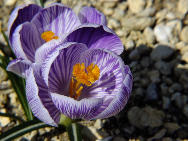 DSCF0275