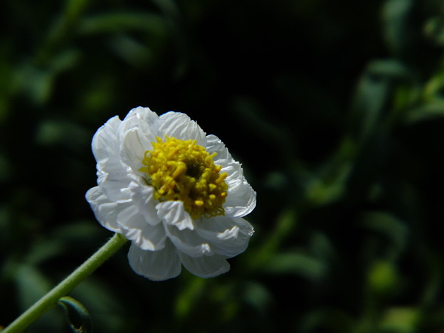 DSCF0223