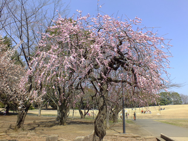 DSCF0151