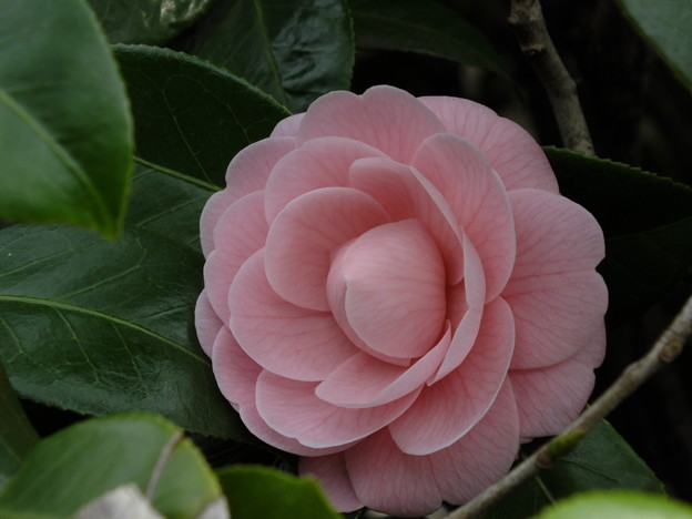 DSCF0395