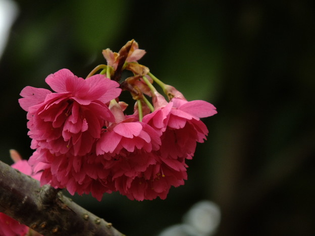 DSCF0275