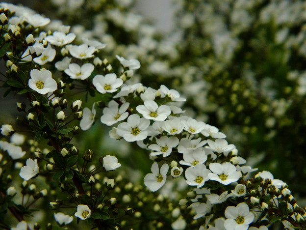 DSCF0025