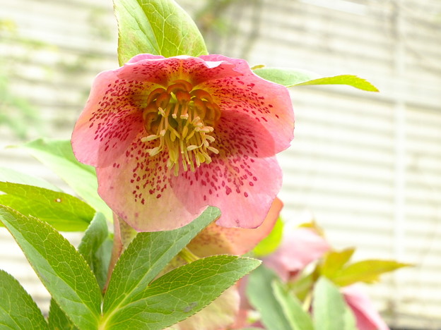DSCF0048