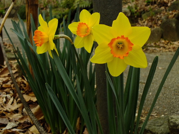 DSCF0065
