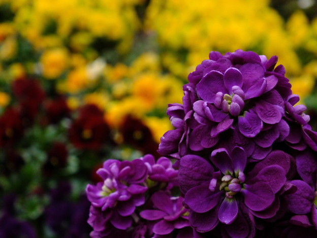 DSCF0126