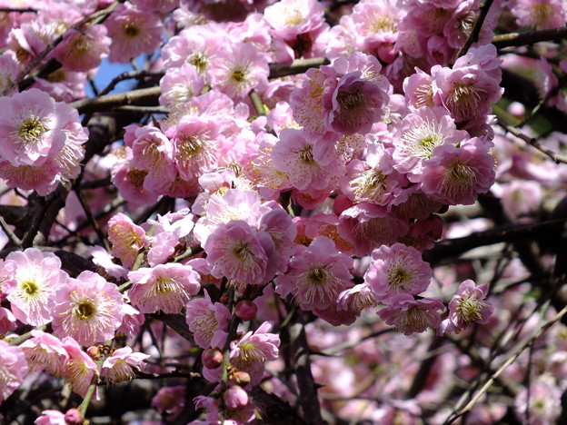 DSCF0044