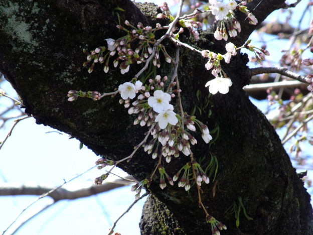 DSCF0086