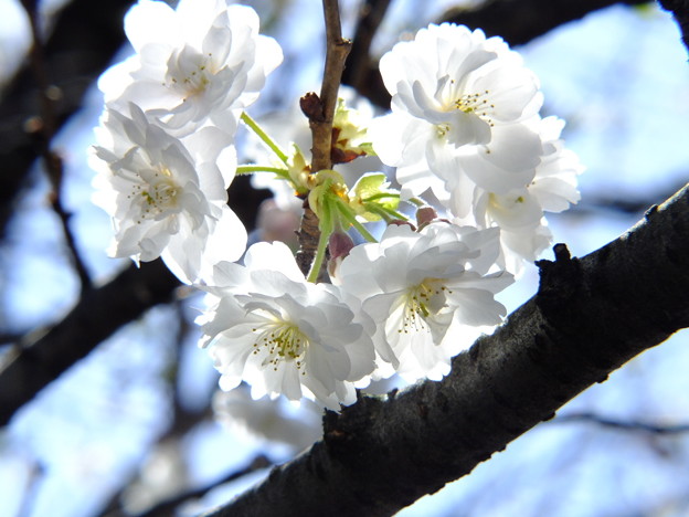 DSCF0208