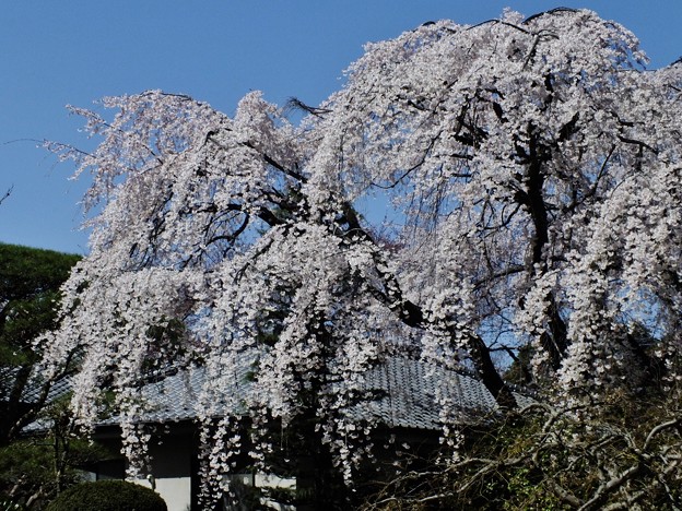 DSCF0250