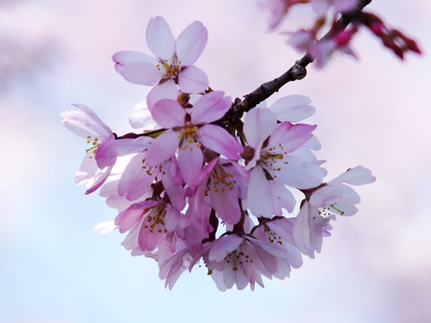 DSCF0258
