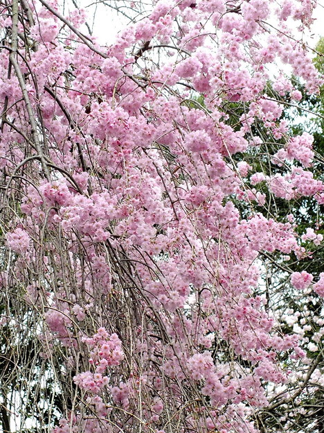 DSCF0270